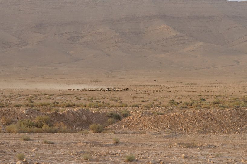 Herd of shepherds in the Syrian desert by WeltReisender Magazin