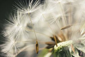 Dandelion Departure von Julia Delgado