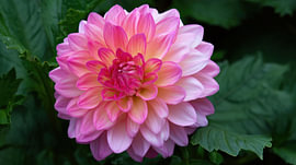 Panoramic view of a pink dahlia flower by TheXclusive Art