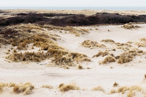 Dunes in the Westduinpark in Scheveningen