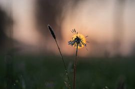 fluffy sun by Tania Perneel