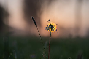flauschige Sonne