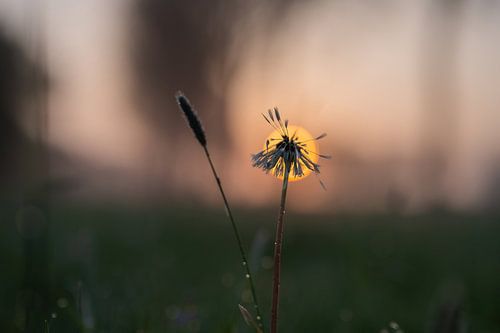 pluizige zon