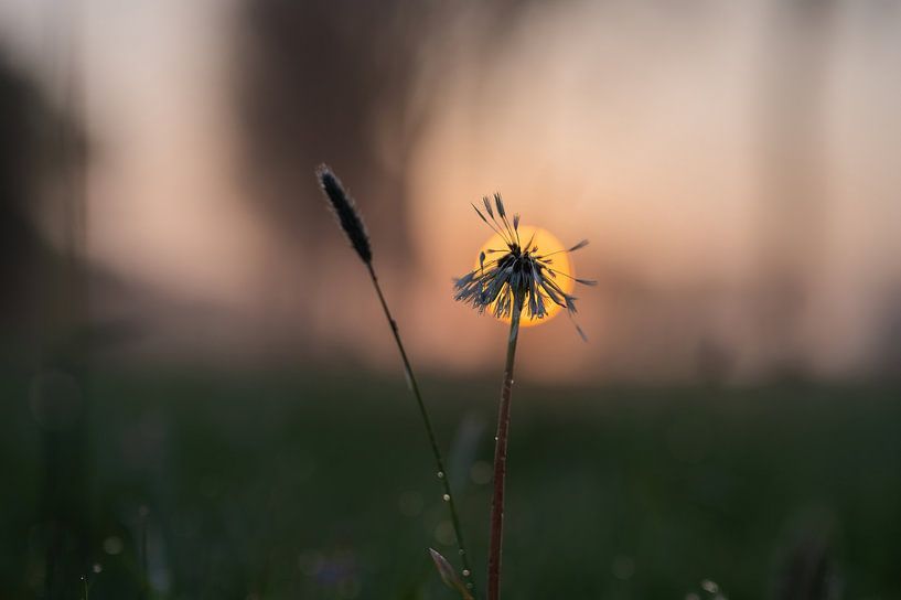 fluffy sun by Tania Perneel