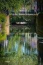 Waterlelies - Zwarte Water kanaal - Utrecht van Coen Koppen thumbnail