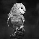 Barn owl by Peter Zeedijk thumbnail