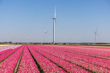 Tulpen velden met windmolens van MPA ARTS