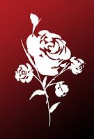 White rose on red