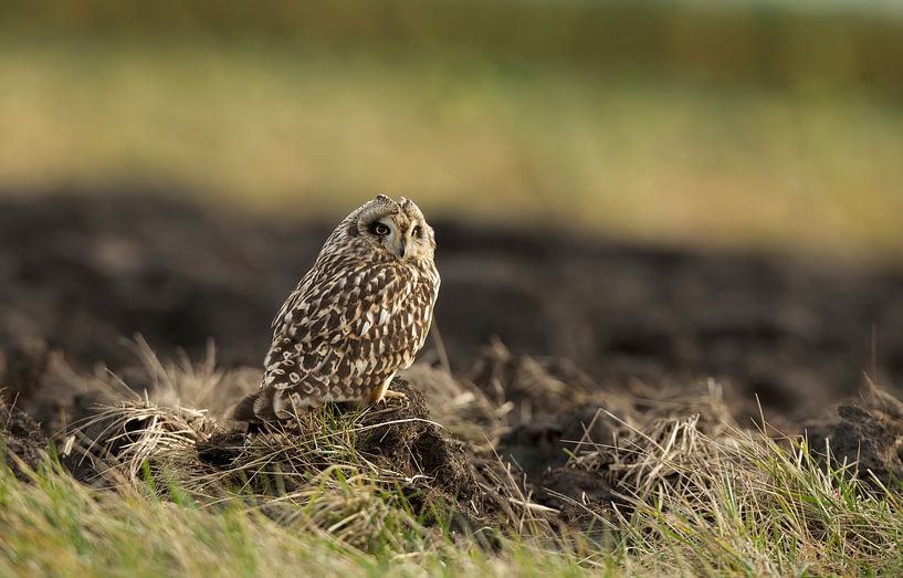 Short-eared owl by Ronald Kromkamp