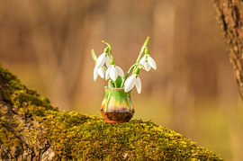White snowdrops in a small ceramic vase on a mossy tree branch by Milcho Milev