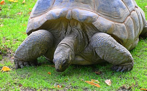 The Timeless Walker Aldabra tortoise