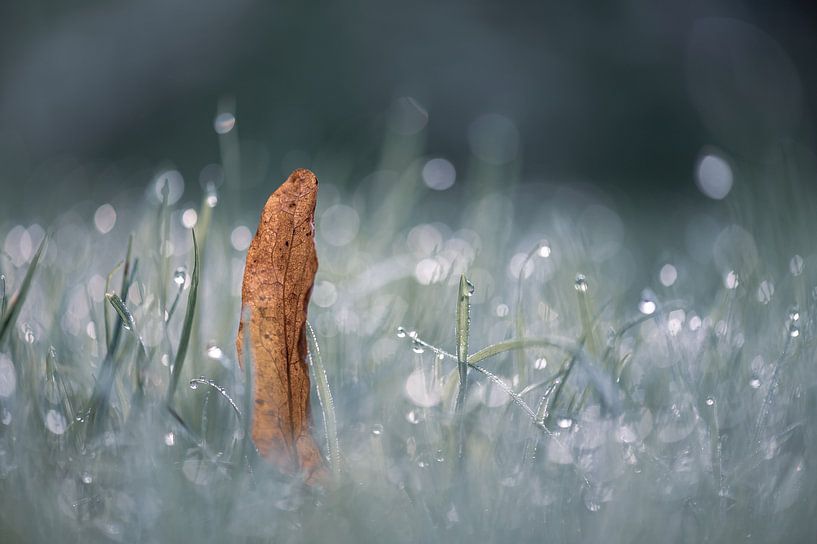 bokeh herfst part 2 van Tania Perneel