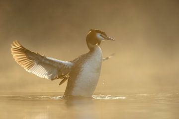 éclairé par la lumière... Grèbe huppé *Podiceps cristatus* sur wunderbare Erde