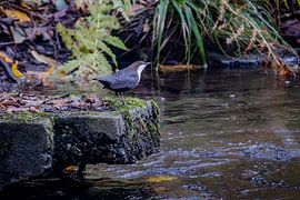 Wasseramsel von Karl Heinrich