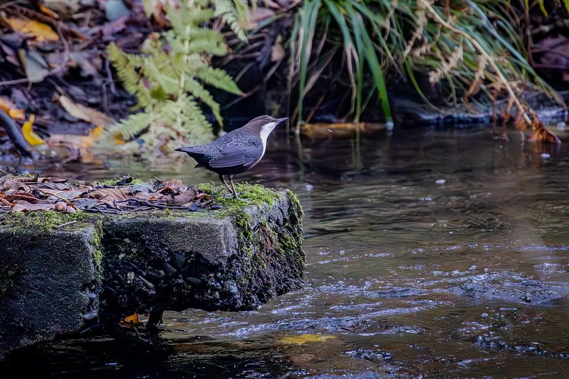 Cincle plongeur par Karl Heinrich