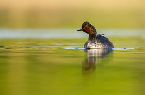 black necked grebe