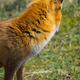 The back of a Fox by Martijn Tilroe