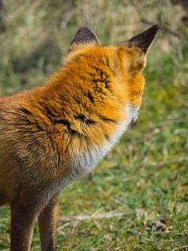 Der Rücken eines Fuchses von Martijn Tilroe