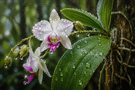 Orchidée sauvage indonésienne après la pluie – Thérapie par la nature en Indonésie I Indonésie I Collection « Pluie » sur Vínculae