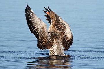 Grauwe gans sur Ruud Lobbes