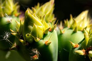 Gros plan Macro du cactus du rachis sur Marianne van der Zee