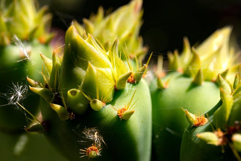 Closeup Macro of spine cactus by Marianne van der Zee