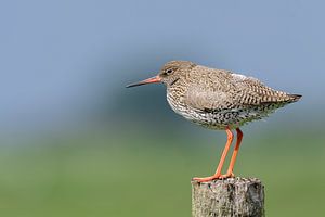 Rotschenkel ( Tringa totanus ) auf einer Stange.