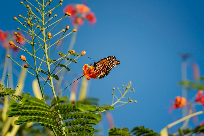 Monarchvlinder tussen de bloemen van Leon Doorn