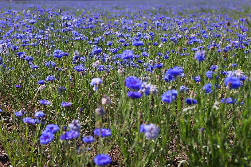 A field of cornflowers by Karina Gebert