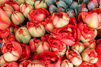 Tulpen.