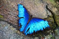 Blauer Schmetterling