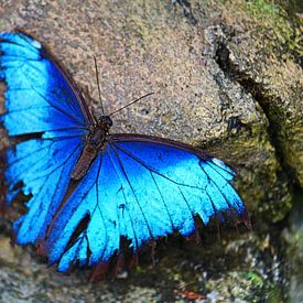 Blauer Schmetterling von Jop Fotografie