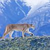 Puma dans les montagnes sur Lennart Verheuvel