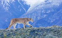 Puma in den Bergen von Lennart Verheuvel Miniaturansicht
