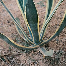 Agave in the sand // Ibiza Nature & Travel Photography by Diana van Neck Photography