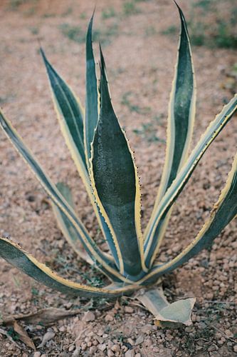Agave in het zand // Ibiza Natuur- & Reisfotografie