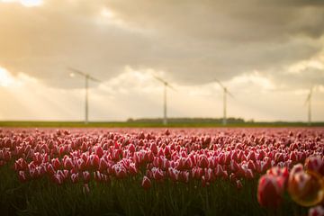 Tulpen en windmolens van Van Renselaar Fotografie