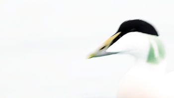 Portrait of an Eider Duck