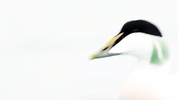 Portrait of an Eider Duck by Stefan Gerrits