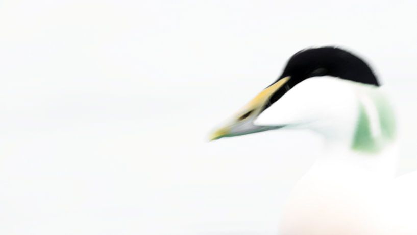 Portrait of an Eider Duck by Stefan Gerrits