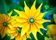 Sonnenblume von Martijn Verhagen Miniaturansicht
