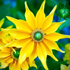 Sonnenblume von Martijn Verhagen