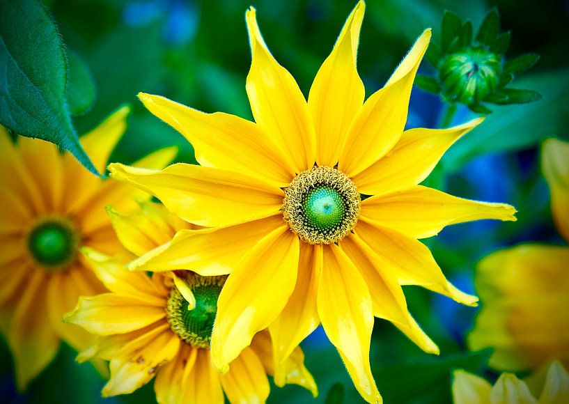 Sonnenblume von Martijn Verhagen