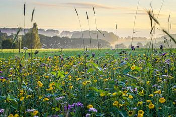 Champ de fleurs colorées avec brume matinale