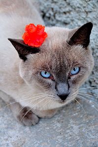 Flower Cat