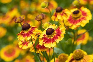 Sonnenbraut, Helenium