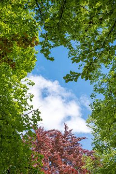 boomkruin met groene en rode bladeren, blauwe lucht met wolken van Susanne Bauernfeind