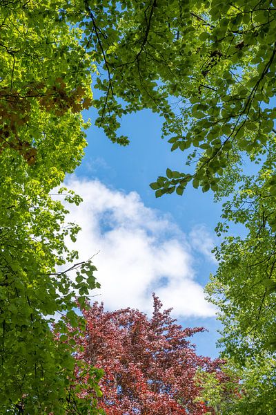 boomkruin met groene en rode bladeren, blauwe lucht met wolken van SusaZoom