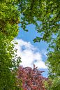 boomkruin met groene en rode bladeren, blauwe lucht met wolken van SusaZoom thumbnail