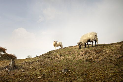 moutons et agneaux